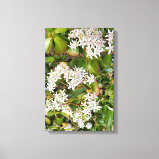 Crassula ovata canvas print