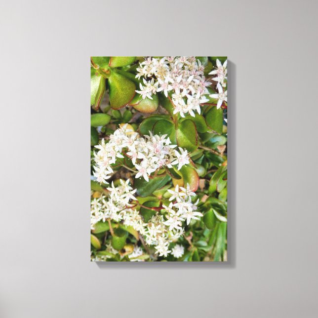 Crassula ovata canvas print (Front)