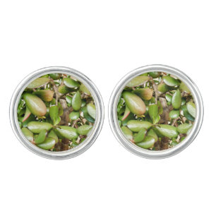 Crassula ovata Cufflinks