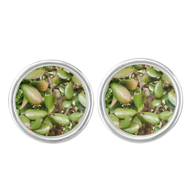 Crassula ovata Cufflinks (Front)