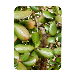 Crassula ovata magnet