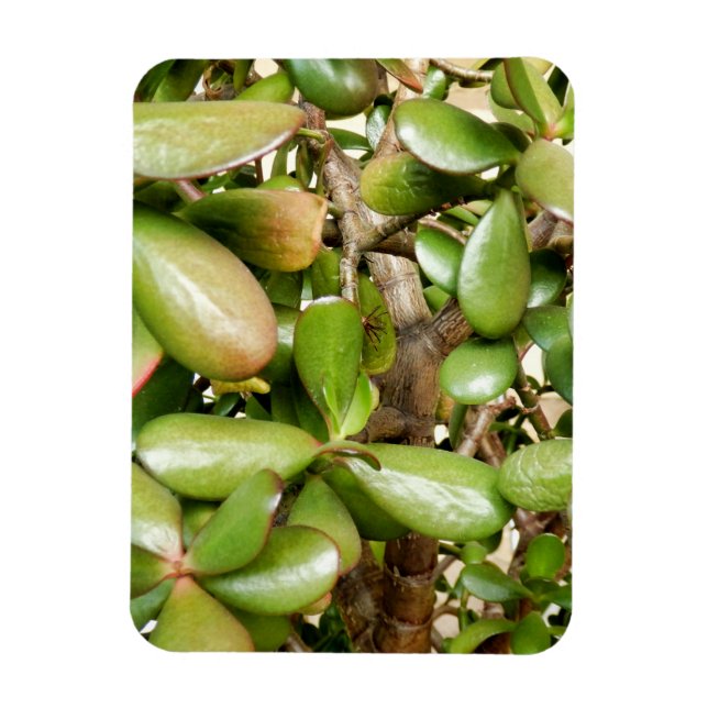 Crassula ovata magnet (Vertical)