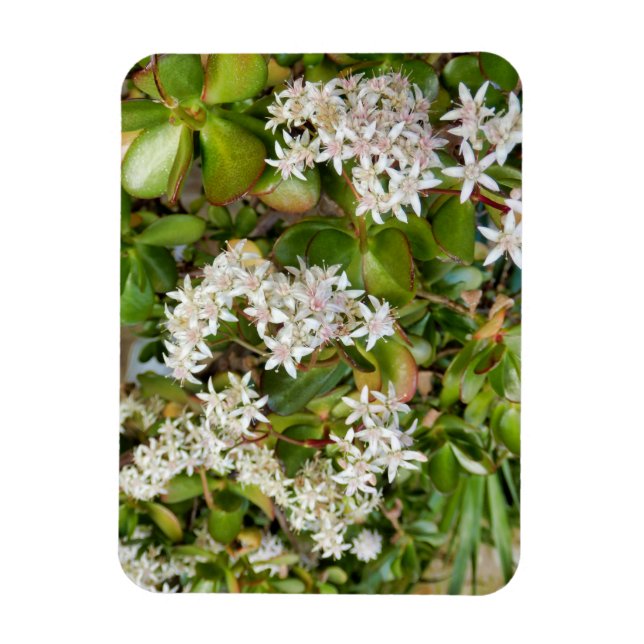 Crassula ovata magnet (Vertical)
