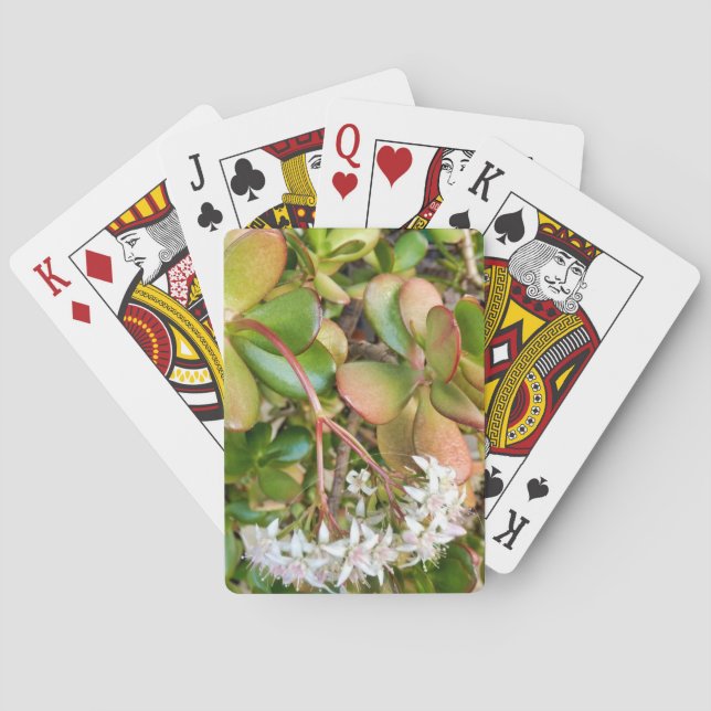 Crassula ovata poker cards (Back)
