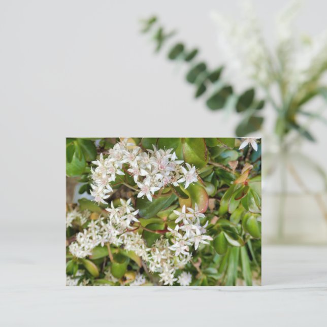 Crassula ovata postcard (Standing Front)
