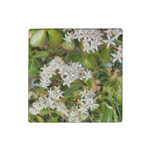 Crassula ovata stone magnet