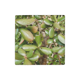 Crassula ovata stone magnet