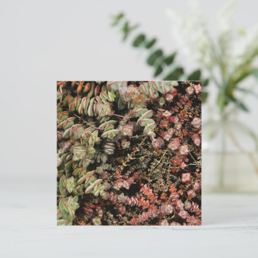 Crassula perforata (Standing Front)