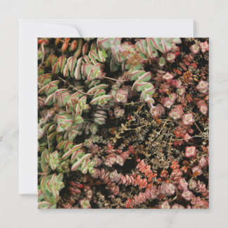 Crassula perforata