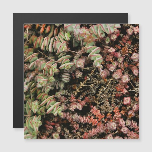 Crassula perforata (Front/Back)