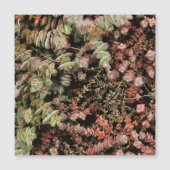 Crassula perforata (Front)