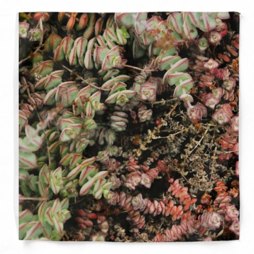 Crassula perforata bandana