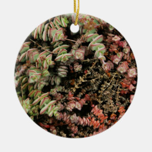 Crassula perforata ceramic ornament
