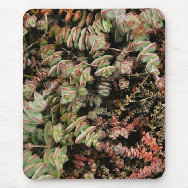 Crassula perforata mouse pad (Front)