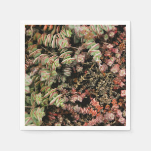 Crassula perforata napkins