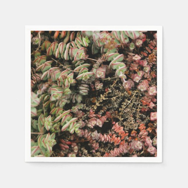 Crassula perforata napkins (Front)