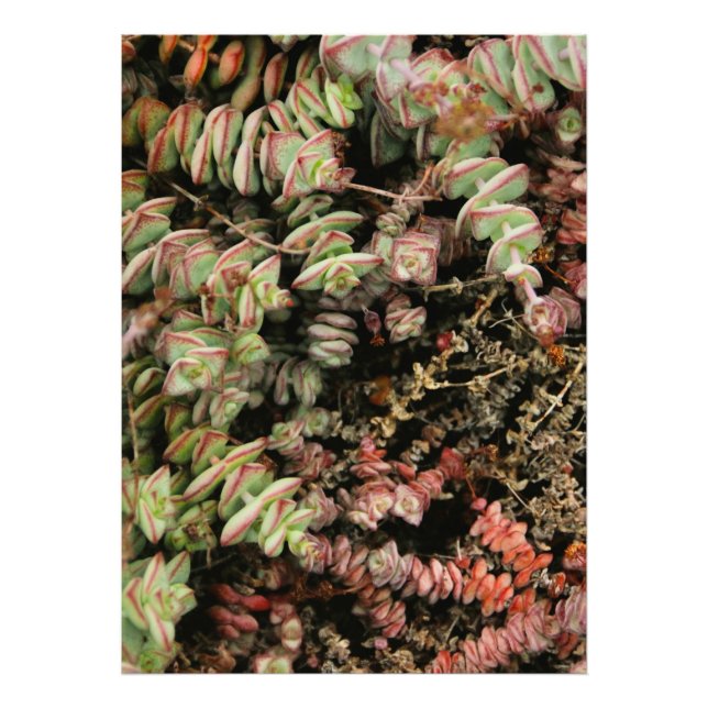 Crassula perforata photo print (Front)