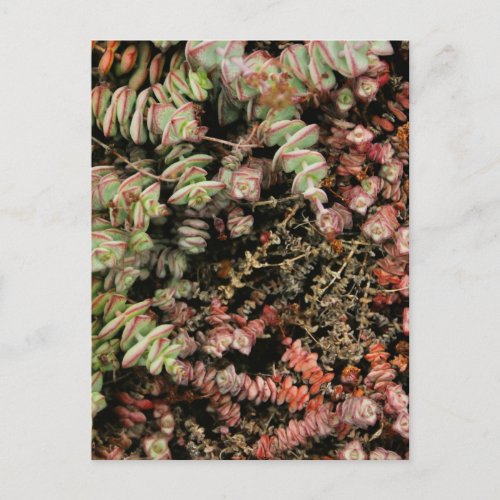 Crassula perforata postcard