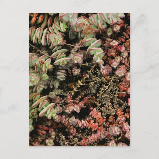 Crassula perforata postcard (Front)