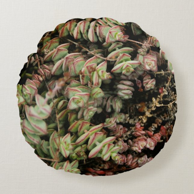 Crassula perforata round pillow (Front)
