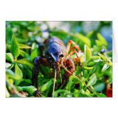 Crawfish Crawdads Crayfish (Front Horizontal)