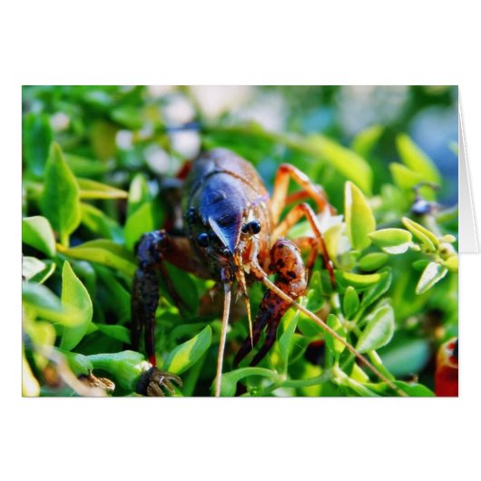 Crawfish Crawdads Crayfish Cards (Front Horizontal)