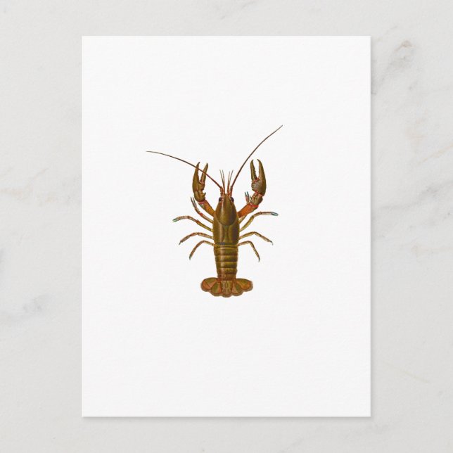 Crawfish Logo Postcard (Front)