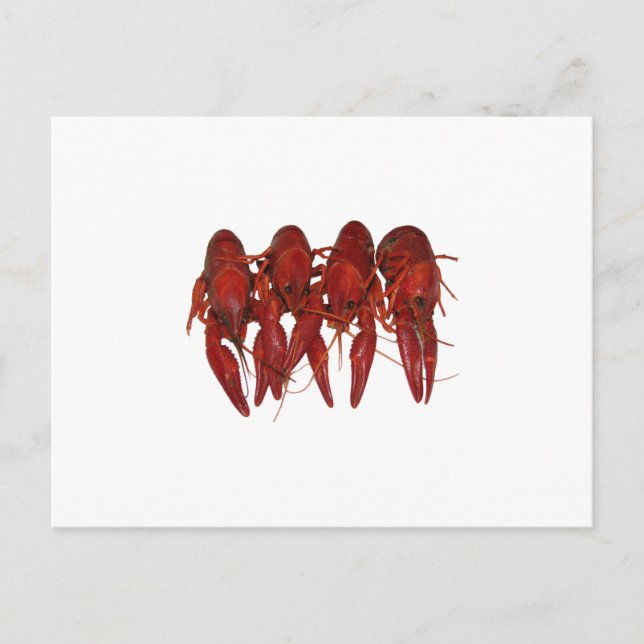 Crawfish Logo (untitled) Postcard (Front)