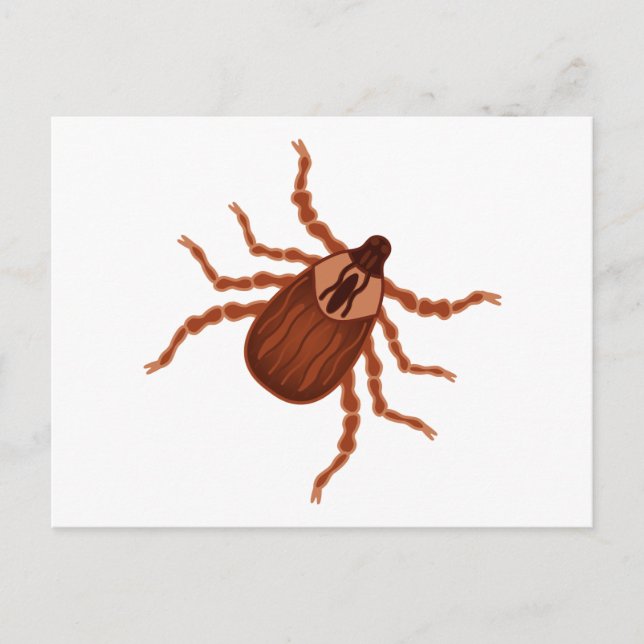 Crawly Realistic Tick Illustration Postcard (Front)