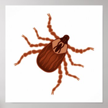 Crawly Realistic Tick Illustration Poster by warrior_woman at Zazzle