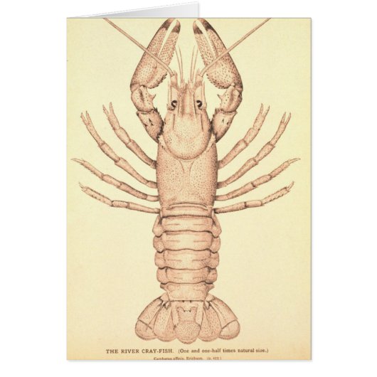 Crayfish Cards (Front)