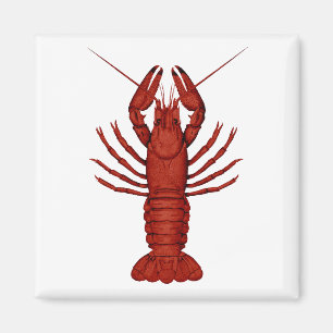 Crayfish Magnet