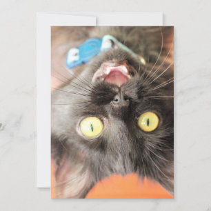 Crazy baby holiday card