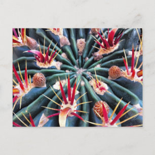 Crazy Cactus Postcard