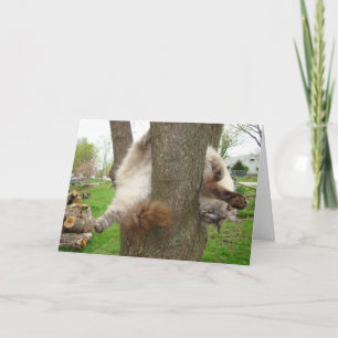 CRAZY CAT VALENTINES CARD