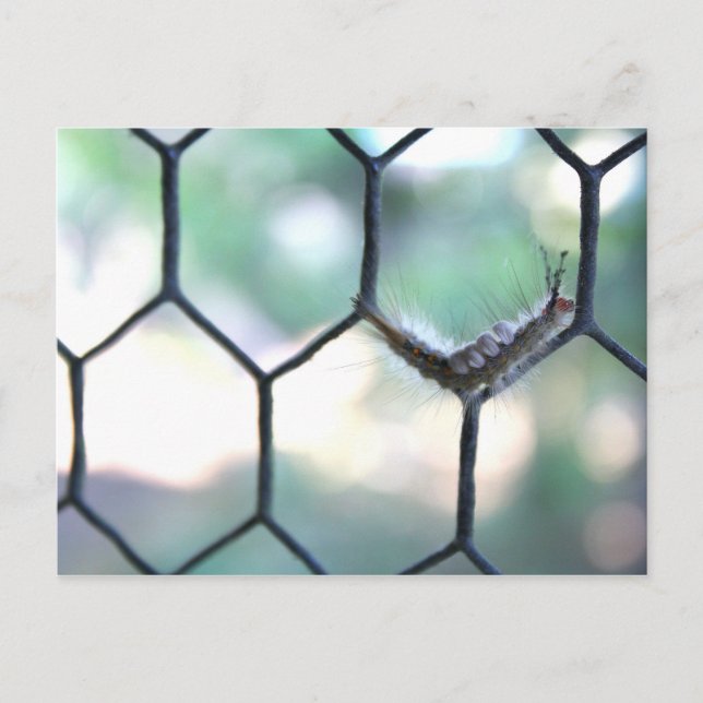 Crazy Caterpillar Postcard (Front)