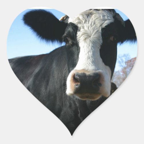 Crazy Cow Heart Sticker