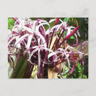 Crazy Flower Postcard