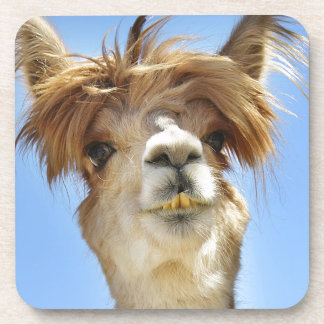 Crazy Hair Alpaca Beverage Coaster