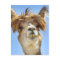 Crazy Hair Alpaca