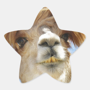 Crazy Hair Alpaca Star Sticker