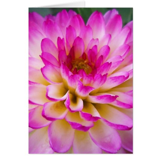 Crazy Love Dahlia Cards (Front)