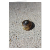 Crazy Snail (Front)
