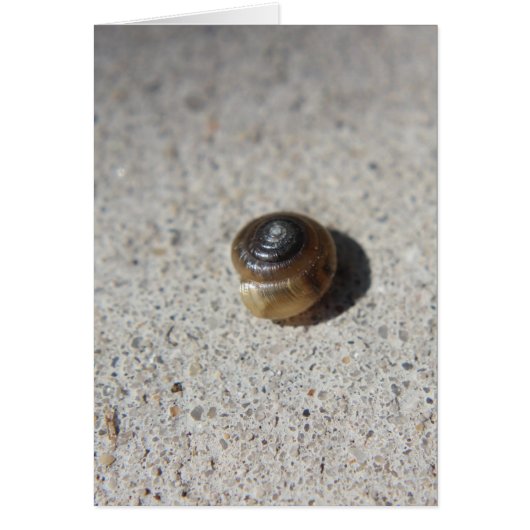 Crazy Snail (Front)