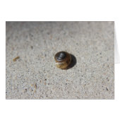 Crazy Snail (Front Horizontal)
