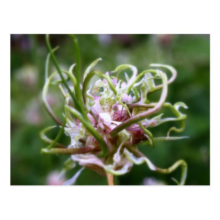 Crazy Stinking Garlic Photography Postcard