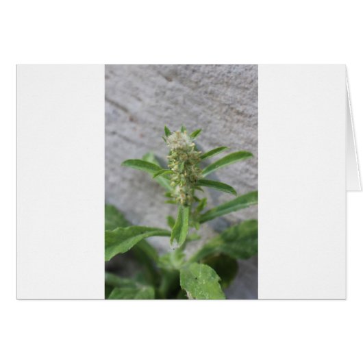 Crazy Weed Plant (Front Horizontal)