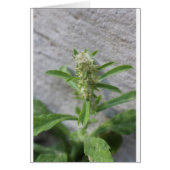 Crazy Weed Plant (Front)