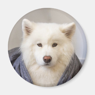 CRB Magnet - Cozy Bear