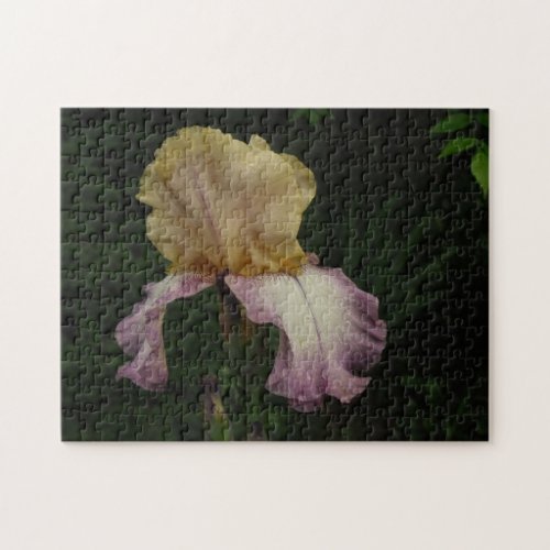 Cream and Purple Iris on Dark Green Background Jigsaw Puzzle